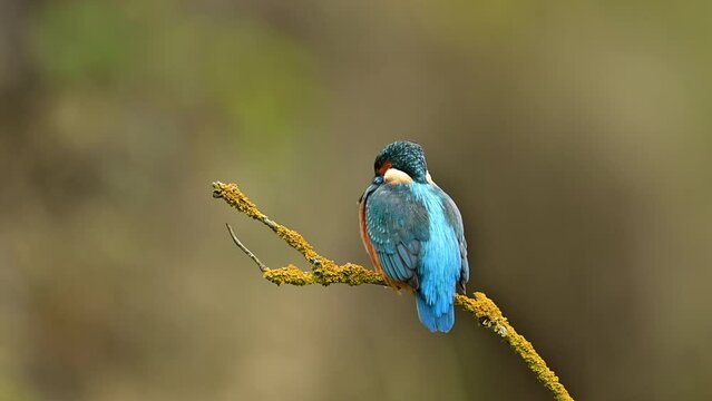 European Kingfisher ( Alcedo atthis ) close up	