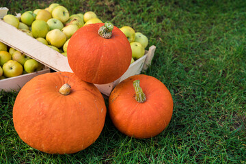 Autumn harvest of apples and pumpkins on the grass, real apples with worm holes and dents