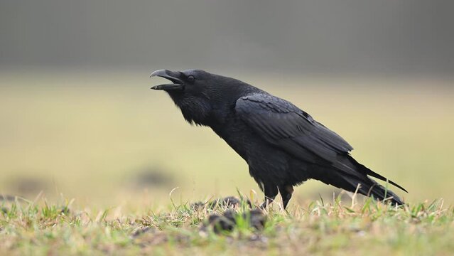Raven bird close up ( Corvus corax )	