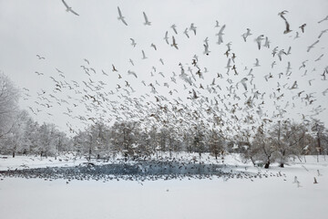 Carnival of seagulls over a snowy park lake. Wintering of birds. Large cluster of seagulls in...