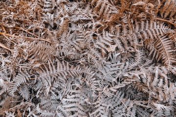 close up of frozen fern in snow
