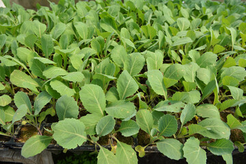 Seedlings of cabbage grown in plastic cassettes.