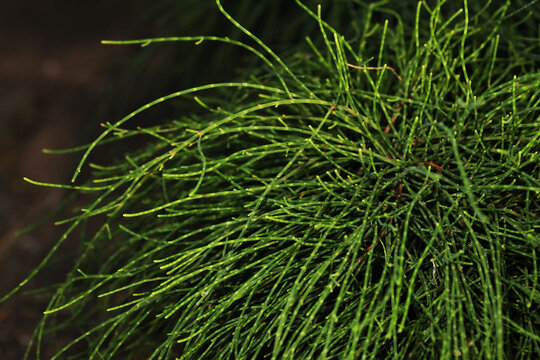 Tropical garden plant Casuarina glauca 'Cousin It'