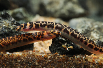 Spotted Eel loach (Pangio muraeniformis or shelfordi) head 
