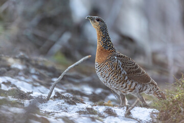 capercaillie in the winter forest tetrao in the snow