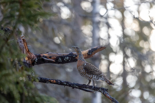 bird on a tree tetrao urogallus ona tree western capercaillie in the winter forest