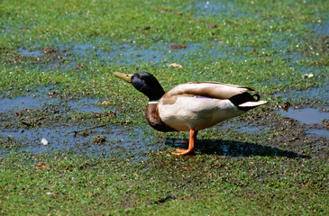 Canard colvert, mâle,. Anas platyrhynchos, Mallard