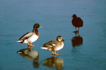 Canard colvert,. Anas platyrhynchos, Mallard, sur la glace,