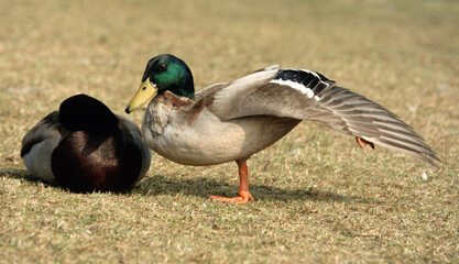 Canard colvert, mâle,. Anas platyrhynchos, Mallard