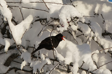 Amsel findet gefrorenen rote Beeren im Schnee
