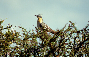 Coucou geai,.Clamator glandarius, Great Spotted Cuckoo