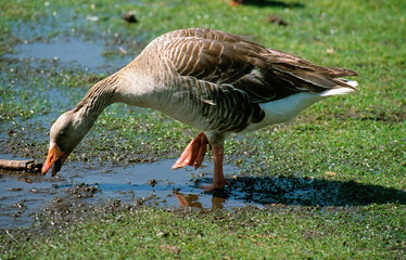 Oie cendrée, Anser anser, Greylag Goose