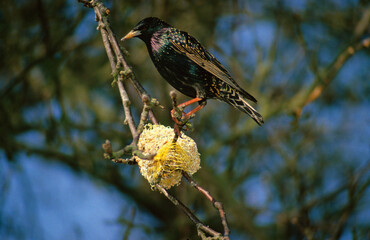 Etourneau sansonnet,. Sturnus vulgaris, Common Starling, nourrissage , hiver