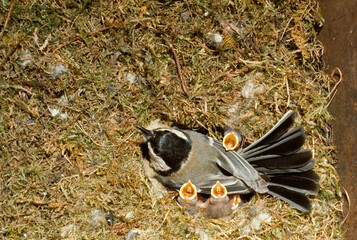 Mésange charbonnière,.Parus major, Great Tit, nid , jeunes