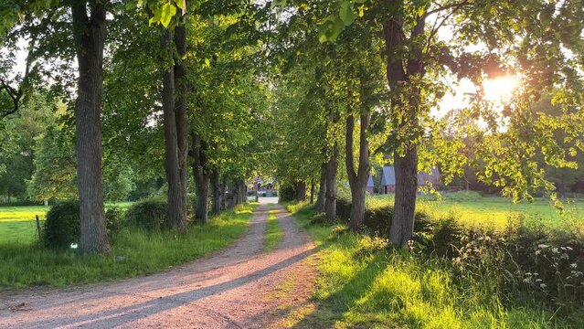 Steady shot of beautiful tree lined rural road at sunset in North Germany