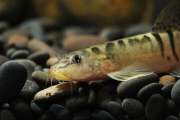 Head close up of Real Sumo Loach (Schistura balteata)