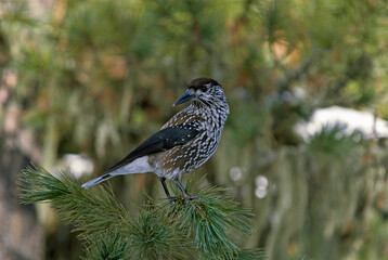 Cassenoix moucheté,.Nucifraga caryocatactes, Spotted Nutcracker