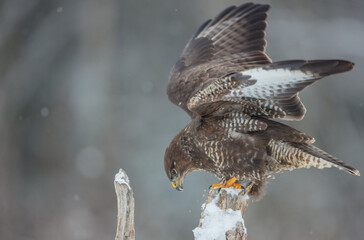 Common Buzzard in winter at a wet forest