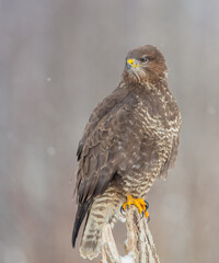 Common Buzzard in winter at a wet forest