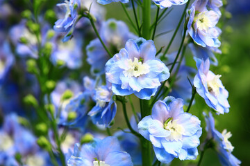 Delphinium or Candle Delphinium or English Larkspur or Tall Larkspur flowers blooming in the garden
