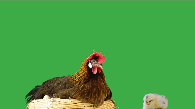 sitting hen against the background of newborn chicks green screen
