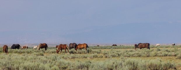 Wild Horses in Summer in the Wyoming Desert