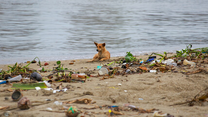 Cute little dog lying on littered city beach. Against background of plastic bottles and ocean debris on sand. Environmental disaster