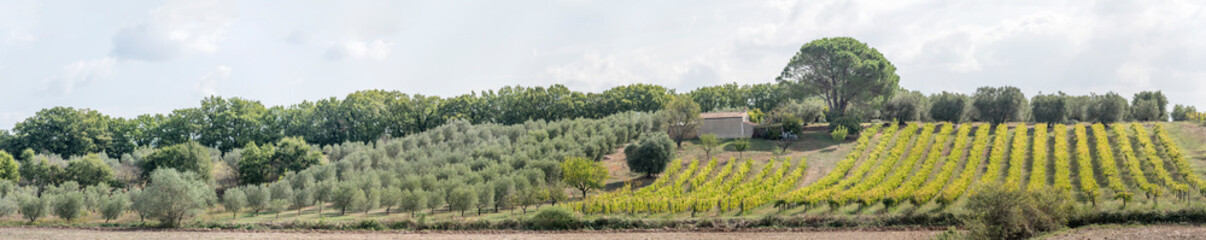  lines of vines and olive trees in green hilly countryside, near Pitigliano, Italy