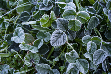 Dry leaves frozen in the cold of the night in the mountains
