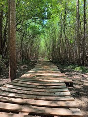 footpath in the woods