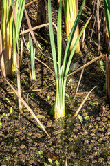 Marsh of the dead arm of the Laborec river, Slovakia Oborin