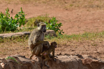 A female baboon with her baby in a national park in Kenya.