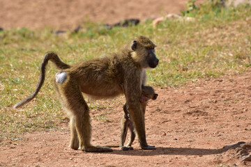 A female baboon with her baby in a national park in Kenya.