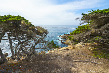 Fototapeta na wymiar Cypress trees on rocky beach, Monterey Bay, CA