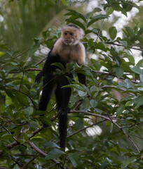 A closeup White-faced Monkey Capuchin (Cebus imitator) in a leafy tree in Costa Rica