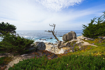 Ghost Trees at Pescadero Point on the 17 Mile Drive, California