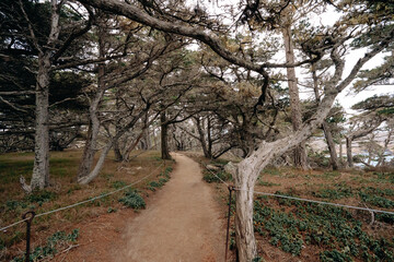 Walkway through dark cypress forest at Point Lobos State Natural Reserve, California Coastline
