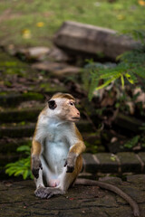 Toque macaque looking at his left side in Polonaruwa, Sri Lanka.