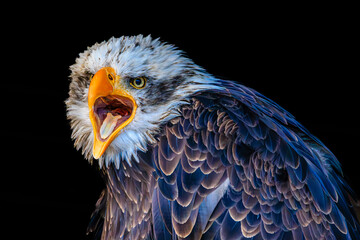Bald eagle