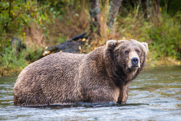 Unknown bear standing im the river