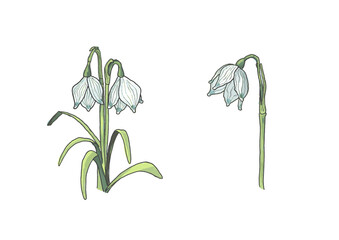 Leucojum vernum (Spring snowflake) - digitized hand-drawn illustrations on a transparent background