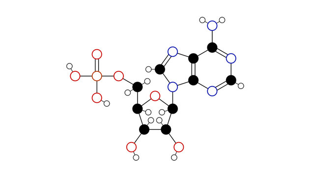 adenosine monophosphate molecule, structural chemical formula, ball-and-stick model, isolated image nucleotide