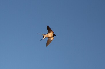 Swallow flying in the sky 