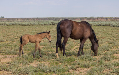Fototapeta premium Wild Horse Mare and Foal in Summer in the Wyoming Desert