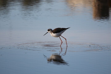 white headed stilt standing on the edge of river
