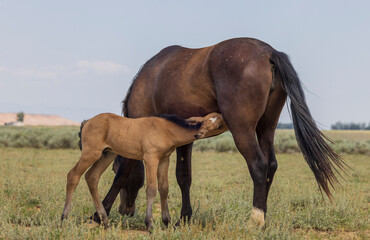 Obraz premium Wild Horse Mare and Foal in Summer in the Wyoming Desert