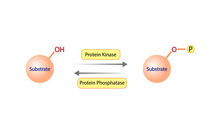 Phosphorylation and Dephosphorylation. Protein kinase, an enzyme that transfer phosphate from ATP to a protein. Phosphatase, an enzyme that removes a phosphate group from the phosphorylated protein.