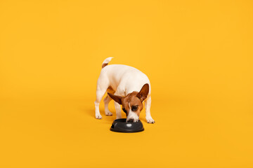 Jack Russell Terrier eating from bowl on yellow background