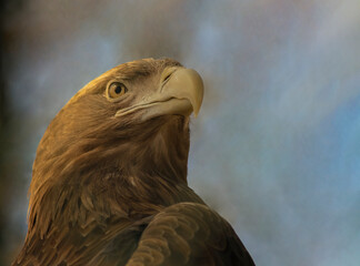 Golden eagle is  large bird of prey of the hawk family, viewed from below.