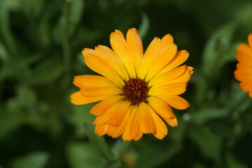 yellow flower in the garden
